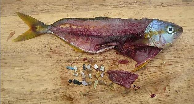 震惊！首次确认：人体已被微塑料污染！